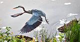 Heron Taking Flight_P1130677